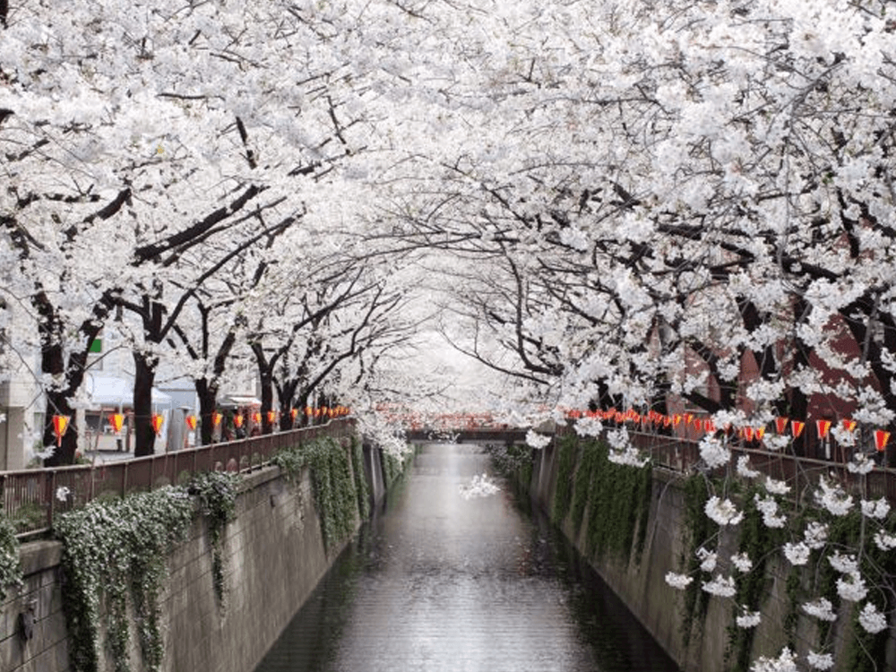 Đi đâu để ngắm lễ hội hoa anh đào rực rỡ tại Hàn Quốc